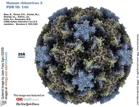 Image of the Common Cold Virus » Curious Cat Science and Engineering Blog