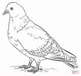 Rock Pigeon Coloring Page  Free Printable Coloring Pages sketch template