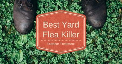 Best Flea Killer Treatment (For Yard and Outdoor) - Pest Survival Guide