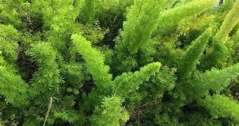 Foxtail Fern Care: How To Grow Asparagus Densiflorus Ferns