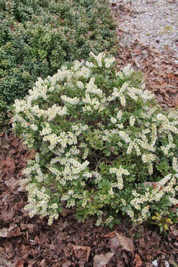 22 Small Flowering Shrubs for Big Color | Garden Design