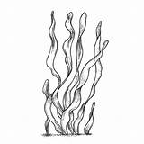 Coloring Clipart Seaweed Algas Drawing Simple Marinas Algae Dibujo  sketch template