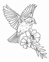 Realistic hummingbird coloring page  Coloringuscom sketch template