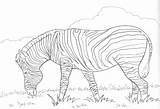 Free Printable Zebra Coloring Pages For Kids sketch template