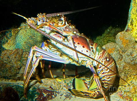 Caribbean Spiny Lobster Photograph by Millard H. Sharp