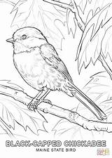 Free Printable Coloring Pages Of Birds sketch template