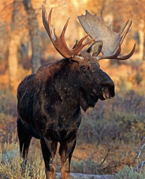 How To Hunt Everything: Moose