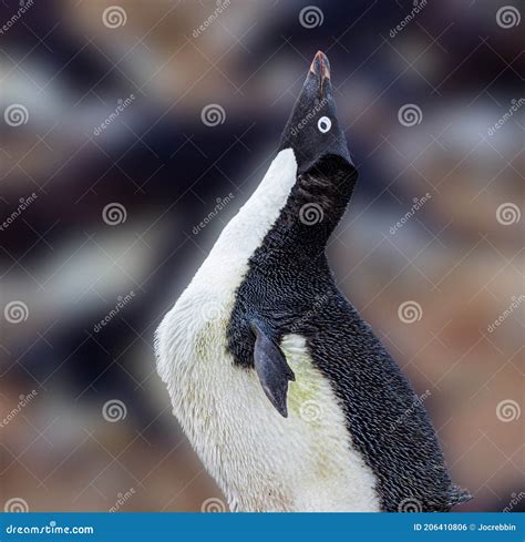 Adelie Penguin Stretches Showing Breeding Behavior Stock Photo - Image of alone, antarctic ...