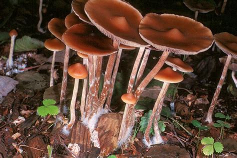 Psilocybe azurescens - Alchetron, The Free Social Encyclopedia