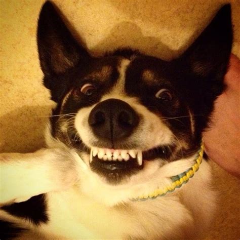 Hilarious smiling dog, scary! | Happy animals, Smiling dogs, She dog