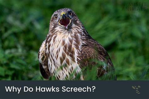 Why Do Hawks Screech & What Do Hawk Calls Sound Like?