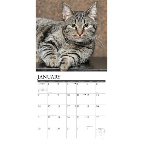 January 2024 Cat Calendar - Elli Phyllys