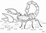 Scorpion coloring page  Free Printable Coloring Pages sketch template