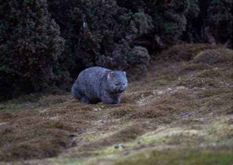 Wombat Behavior - AnimalBehaviorCorner