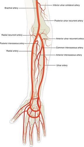 Radial Artery - Physiopedia