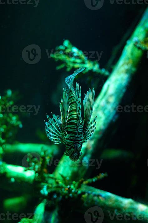 Underwater world. Lionfish fish in an aquarium 17532013 Stock Photo at Vecteezy