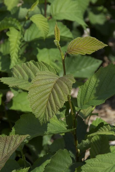 Alnus incana subsp. rugosa - Possibility Place