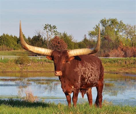 African Watusi Bull Photograph by Sara Edens