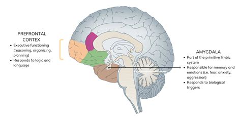 Neurofeedback for Trauma and PTSD - SURUCHI CHANDRA M.D.