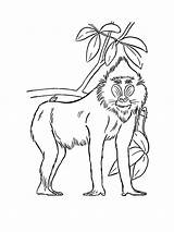 Baboon coloring Page sketch template