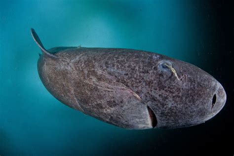 This Greenland shark is awesome but it is not actually full of pee - The Verge