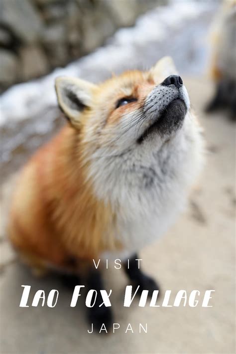 Fox Village in Japan - Surround Yourself in Cuteness — This Life Of Travel