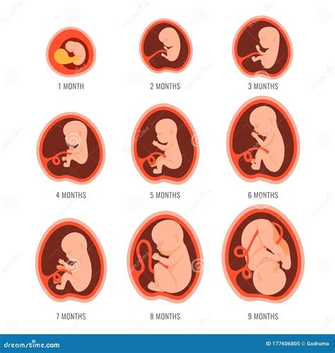 Développement Foetal De Foetus De Grossesse . La Croissance Embryonnaire D'étape Du Mois Font Un ...