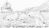 20  Free Printable Dolphin Coloring Pages EverFreeColoringcom sketch template