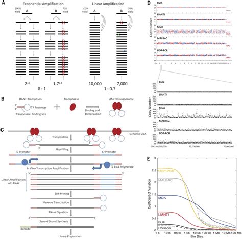 Single-cell whole-genome analyses by Linear Amplification via Transposon Insertion (LIANTI ...