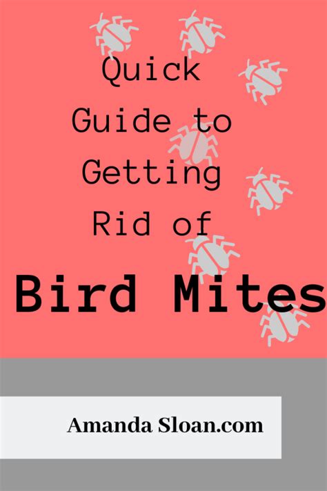 Quick-Guide-to-Getting-Rid-of-Bird-Mites Mites On Humans, Essential Ouls, Flea Collar, Shave My ...
