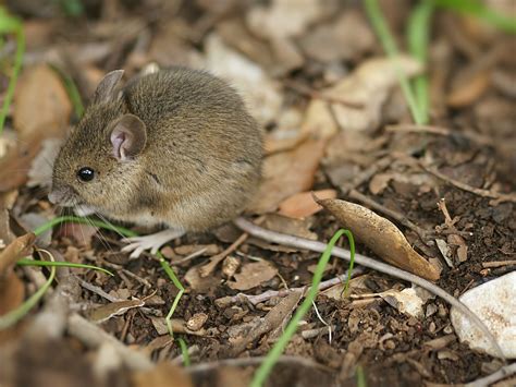 Saiba o que fazem os ratinhos de Portugal nos meses mais frios - Wilder