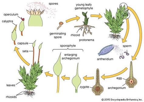 Gametophyte | Definition & Examples | Britannica