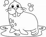 coloring Page Alphabets Animal Cartoon walrus 8995003 Vector Art At  sketch template