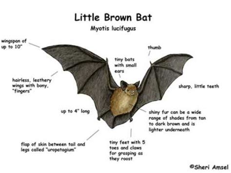 Little brown bat - Alchetron, The Free Social Encyclopedia