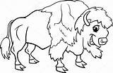 American Bison Coloring Pages Coloring Pages sketch template