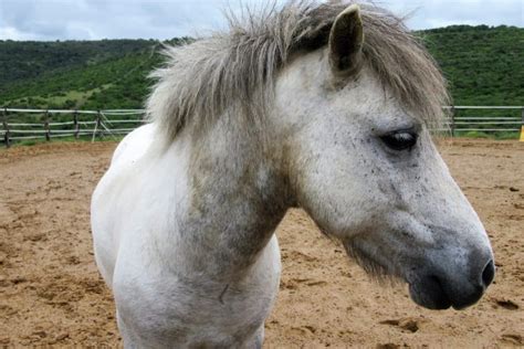 White Horse Symbolism & Meanings (Purity & Heroism)