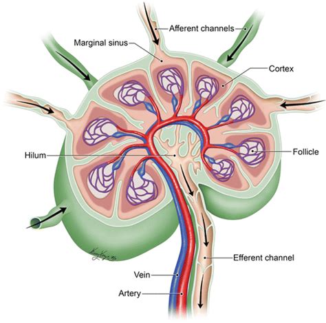 Lymph Node Follicle Anatomy