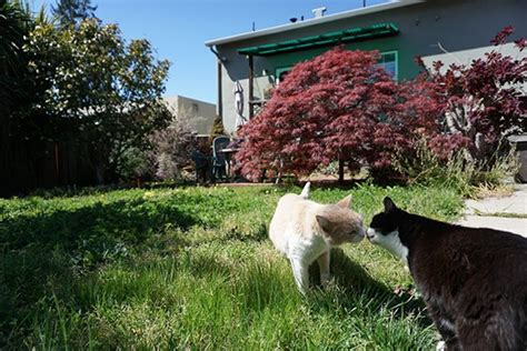 Garden Cats: A Different Kind of Pet - Island Cat Resources and Adoption