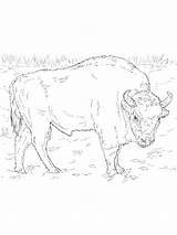 Bison coloring Pages  SeaColoring sketch template