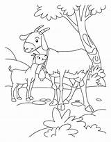 Boer Goat Coloring Pages At GetColoringscom  Free Printable Colorings sketch template