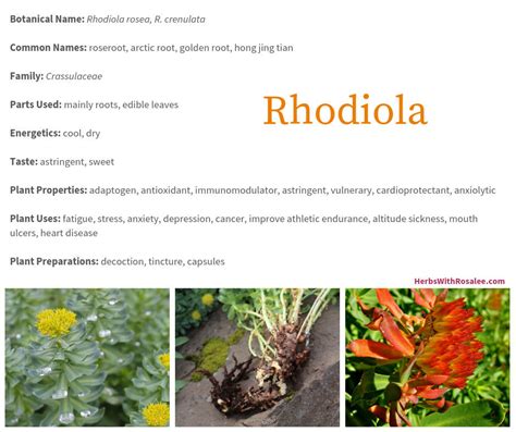 Rhodiola Rosea Benefits