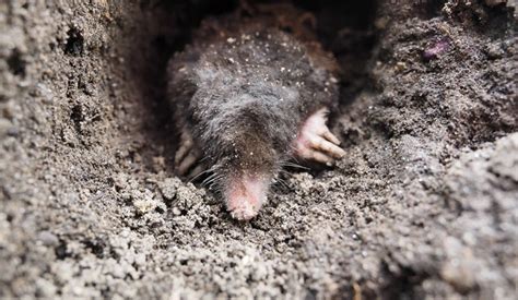 The Pros and Cons of Using Predator Control for Mole Control