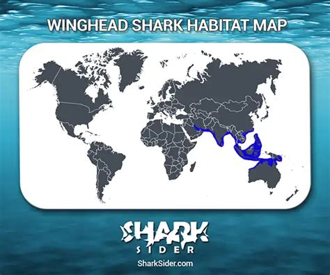 Winghead Shark– Facts, Size, Behavior, Diet, Pictures