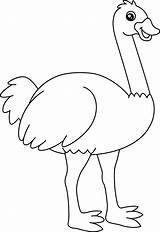 Fun Ostrich coloring Page  Download Print Or Color Online For Free sketch template