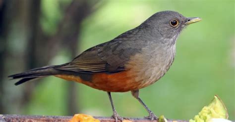 The Rufous-Bellied Thrush: National Bird of Brazil - A-Z Animals