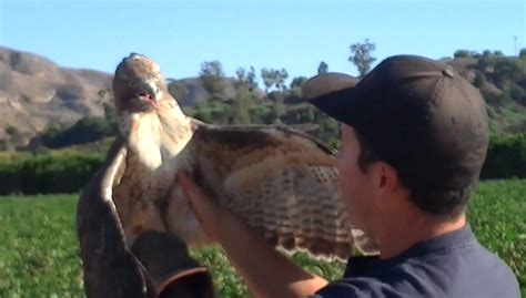 Video: How Hunting Hawks are Caught | OutdoorHub