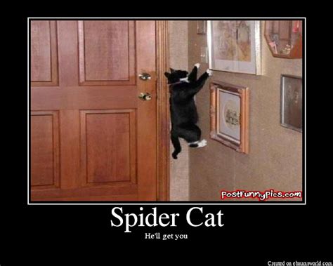 Spider Cat - Picture | eBaum's World