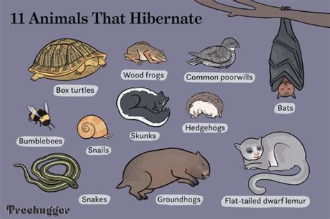 11 Animals That Hibernate Besides Bears | Animals that hibernate, Hibernation, Winter animals ...