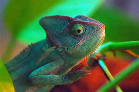 A Green Chameleon stock photo. Image of chameleon, light - 139884078