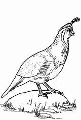 30  Quail Coloring Pages Free Printable PDF JPG PNG & Online Coloring sketch template
